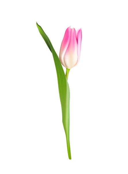 Διάνυσμα Ροζ Τουλίπας Λουλούδι Απομονωμένο Λευκό Φόντο — Διανυσματικό Αρχείο