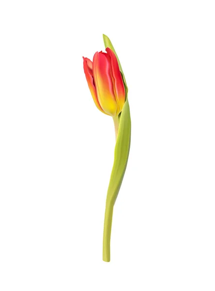 Flor de tulipán rojo sobre fondo blanco — Vector de stock