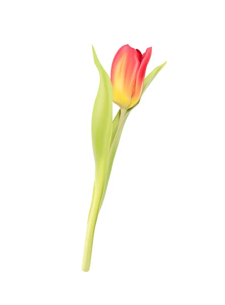 Red tulip flower on white background — Stock Vector