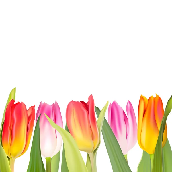 Fond Blanc Avec Décor Fleurs Vectorielles Tulipes — Image vectorielle