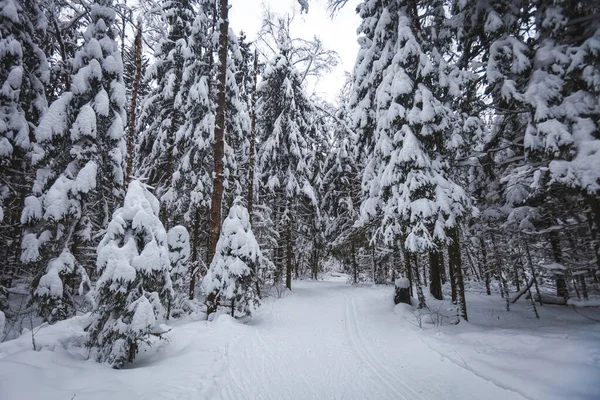 Pista Sci Una Foresta Innevata Invernale Regione Mosca Russia — Foto Stock