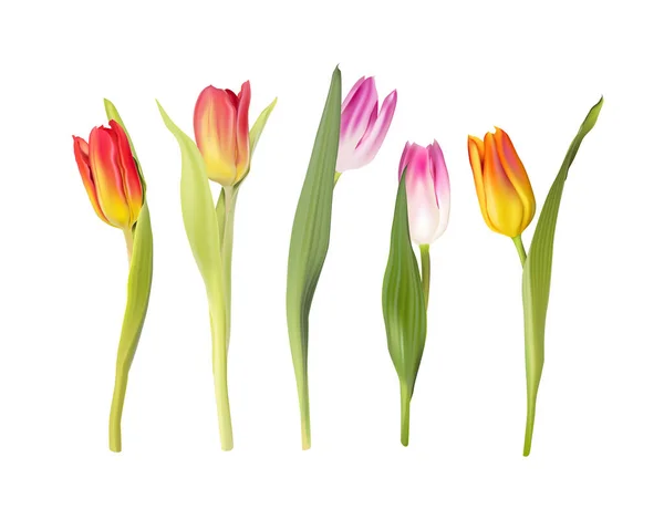 Vector tulipán flores conjunto sobre fondo blanco — Vector de stock