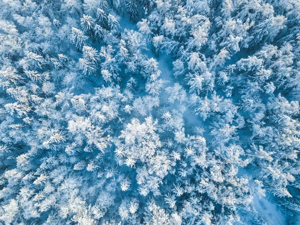 Neige Forêt Région Moscou Paysage Russe Vue Aérienne — Photo