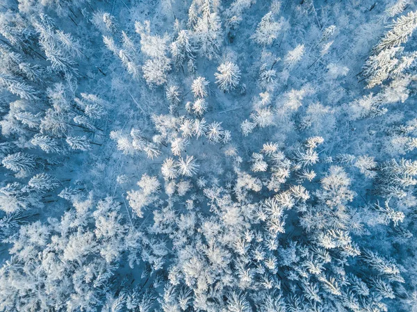 Neige Forêt Région Moscou Paysage Russe Vue Aérienne — Photo