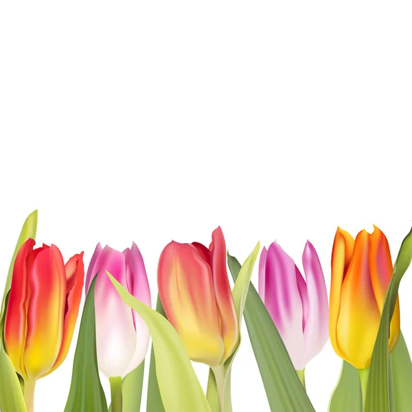 Fondo blanco con decoración de flores de tulipán — Vector de stock
