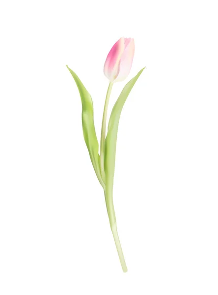 Flor de tulipán rosa sobre fondo blanco — Vector de stock
