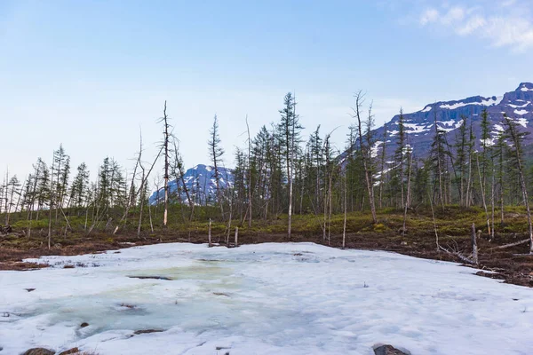 Nieve Abetos Día Polar Meseta Putorana Taimyr Rusia — Foto de Stock