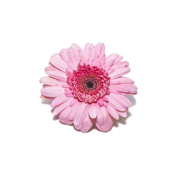 粉红芙蓉花 白色背景下的孤立花 — 图库照片