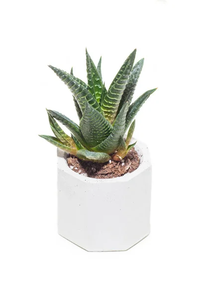 Succulente Haworthia Huisplant Pot Geïsoleerd Witte Achtergrond — Stockfoto