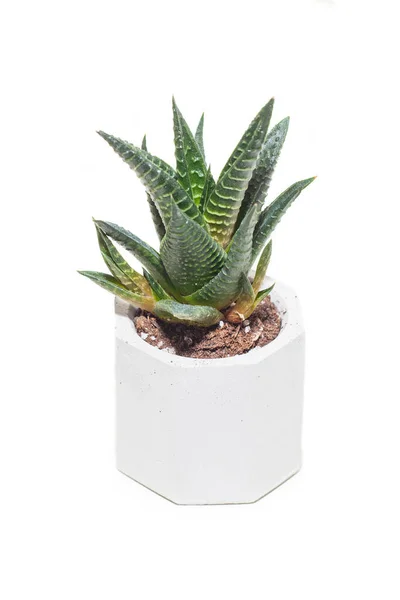 Suculenta Casa Haworthia Planta Vaso Isolado Sobre Fundo Branco — Fotografia de Stock