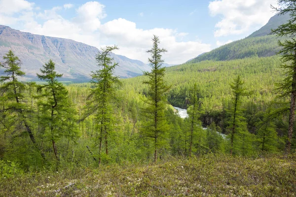 Taiga Día Polar Meseta Putorana Paisaje Taimyr Rusia — Foto de Stock