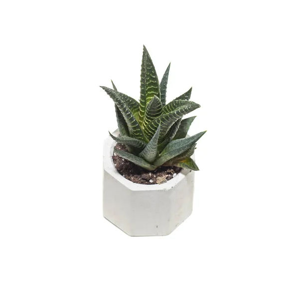 Suculenta Casa Haworthia Planta Vaso Isolado Sobre Fundo Branco — Fotografia de Stock