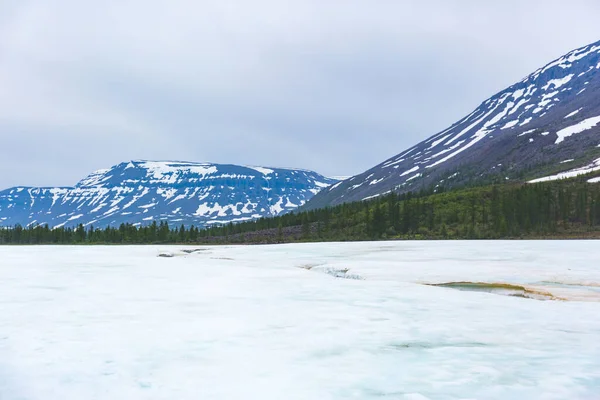 Nieve Abetos Día Polar Meseta Putorana Taimyr Rusia — Foto de Stock