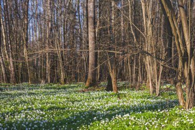 Anemone nemorosa ormandaki çiçek çayırı. Bahar doğası
