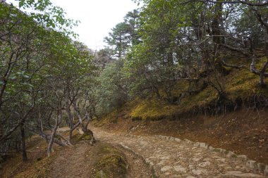 Himalayalar 'da, Tengboche, Nepal yakınlarındaki ormanda patika.