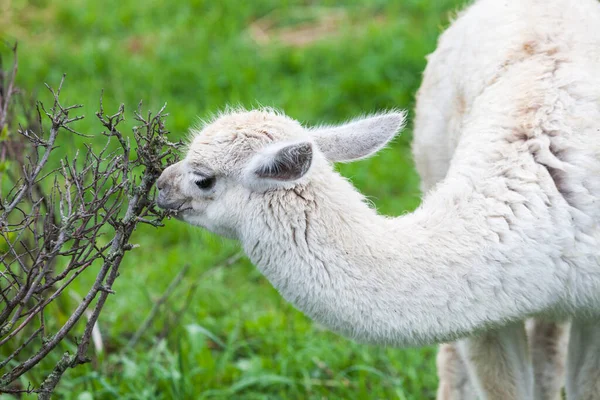 Fofo Guanaco Branco Bebê Comeu Todas Folhas Arbusto — Fotografia de Stock