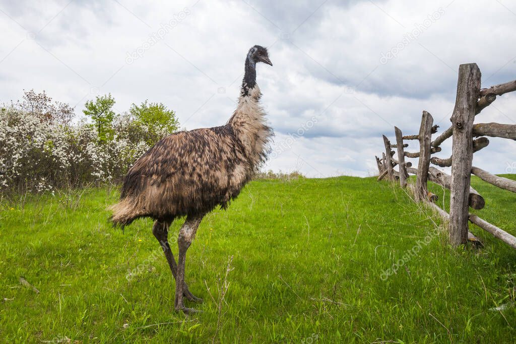 Emu ostrich bird against the background of flowering bushes