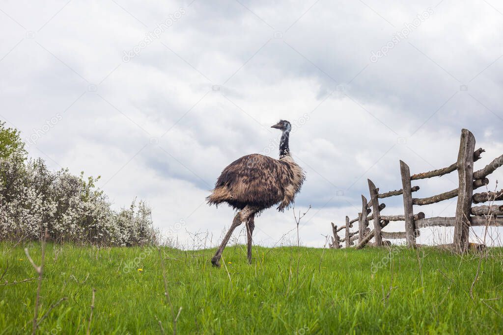 Emu ostrich bird against the background of flowering bushes