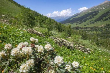 Beyaz Kafkas rhododendron çiçekleri Her zaman yeşil çalı