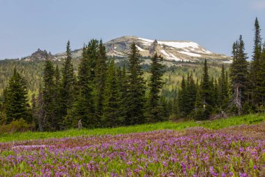 Dağlardaki çiçek çayırı. Sheregesh, Rusya