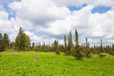 Taygadaki bir çayırda yabani sarımsak çalıları. Dağ Şoryası, Kuzbas, Rusya
