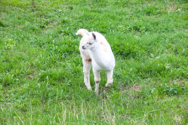 Tüylü beyaz guanako bebek yeşil çimlerde yürüyor