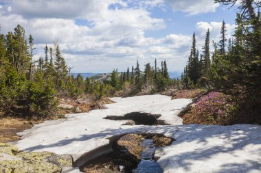 Shoria Dağı 'nda akarsu ve eriyen kar. Rusya