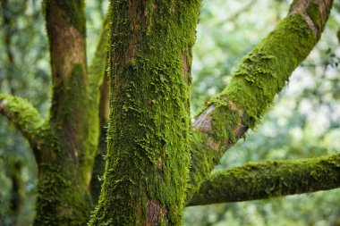 Ağaç kabuğu üzerinde Şimşir