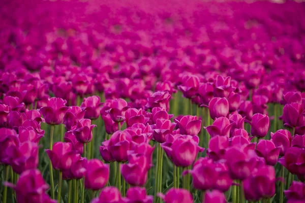 Tulips — Stock Photo, Image