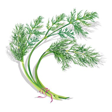 Bunch of dill clipart