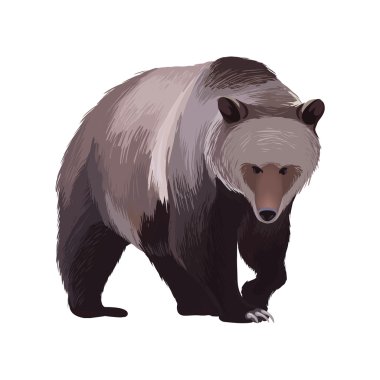 Vektör ayı beyaz bir arka plan üzerinde