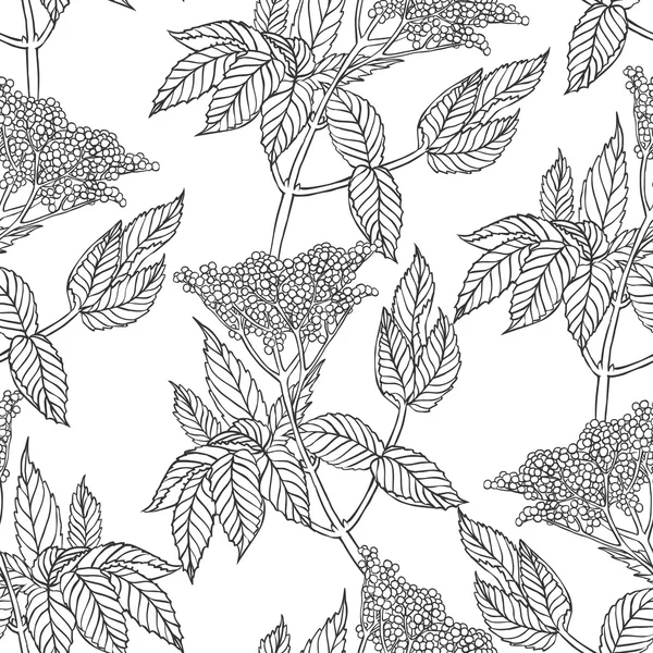 Planta de saúco lineal — Archivo Imágenes Vectoriales