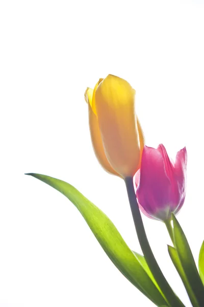 Pareja flores tulipanes — Foto de Stock