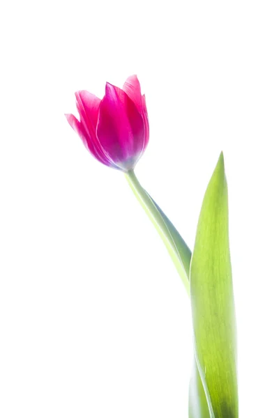 Tulipán de flor rosa — Foto de Stock