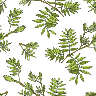 Beyaz arka plan üzerinde bitki.