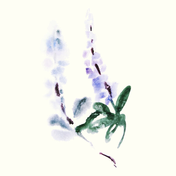 watercolor  lupine flower