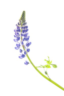 acı bakla çiçek beyaz arka plan üzerinde izole