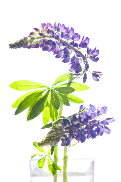 Lupine flowers isolated on white background — Stock Photo, Image