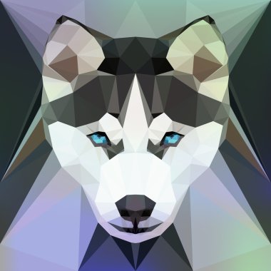 Yüz bir Husky köpek