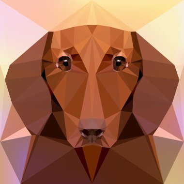 Yüz bir dachshund köpek