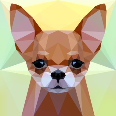 Bir chihuahua köpek yüzü