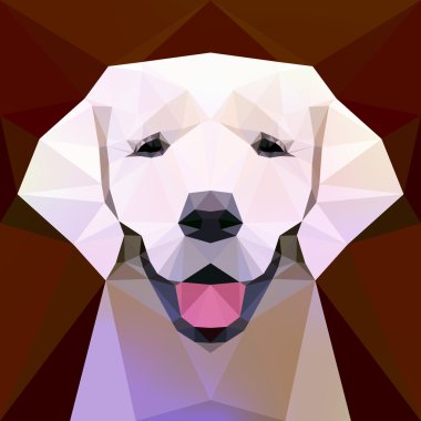 Yüz bir labrador köpek