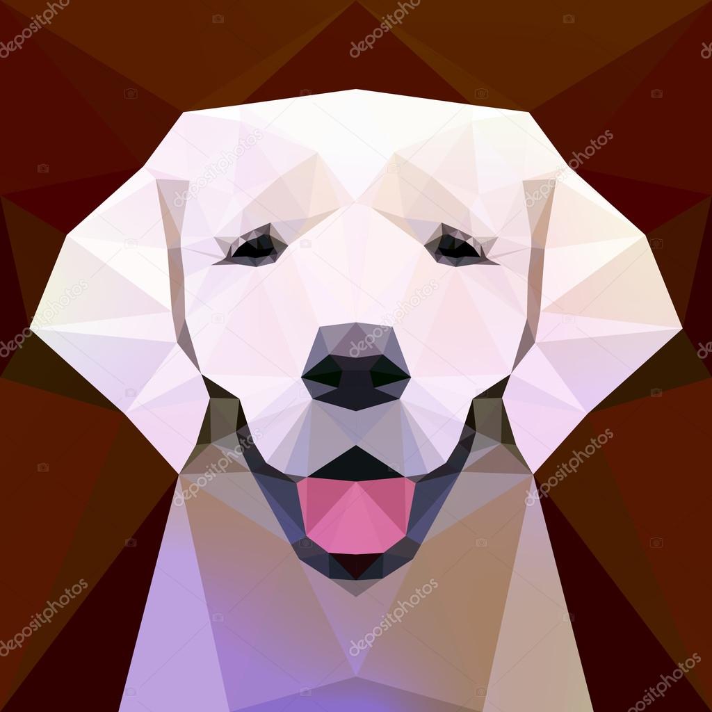 Face of a labrador dog