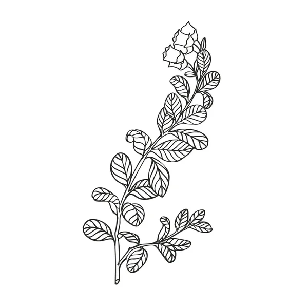 Planta de cranberries - desenho vetorial linear em um fundo branco —  Vetores de Stock