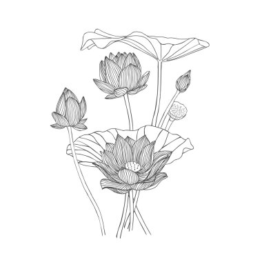 Lotus çiçek buketi resmi elle çizilmiş oyma