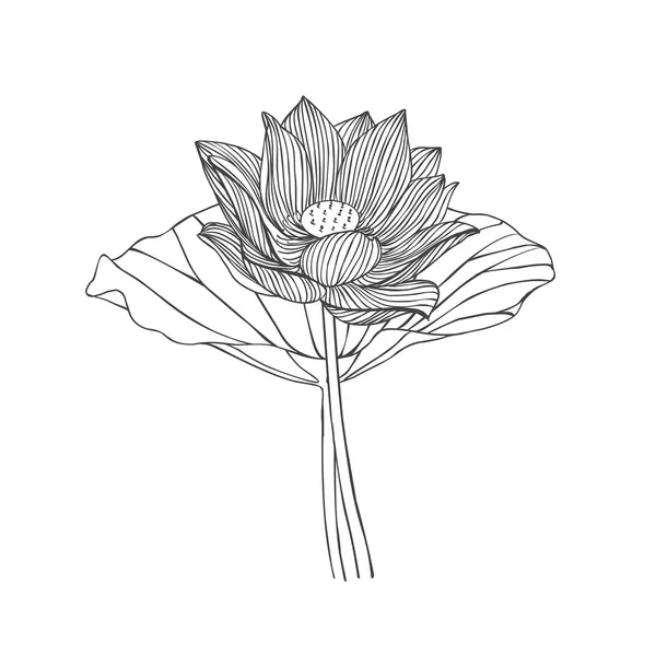 Lotus çiçeği resmi elle çizilmiş oyma