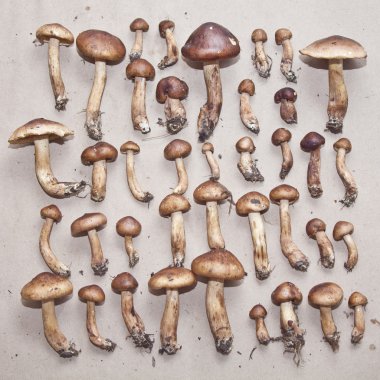 blewits mantar, kalp şekli