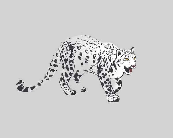 Leopardo da neve (Panthera Uncia ou Irbis ) — Vetor de Stock