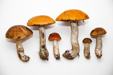 boletus mushrooms clipart