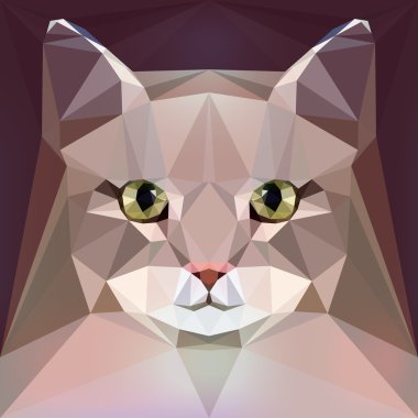 Yüz bir Siberian kedi